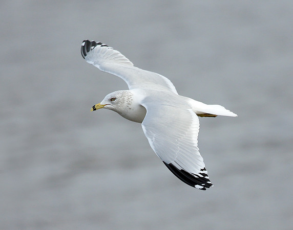 Ring-billed Gull Larus delawarensis