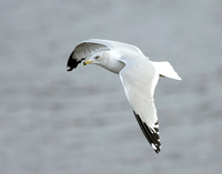 Ring-billed Gull Larus delawarensis