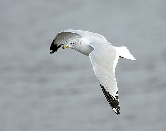 Ring-billed Gull Larus delawarensis