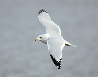 Ring-billed Gull Larus delawarensis