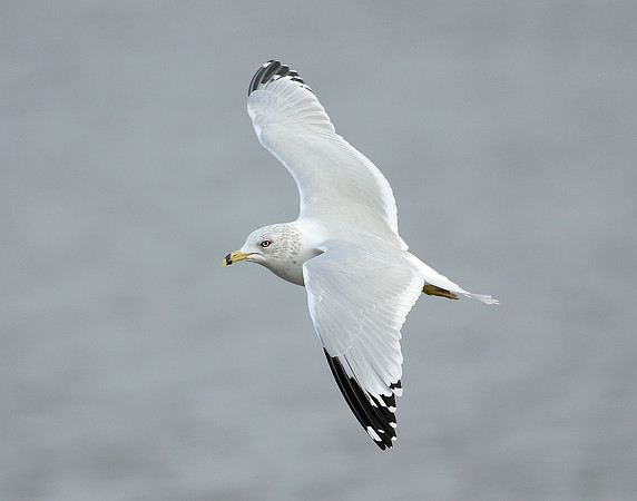 Ring-billed Gull Larus delawarensis