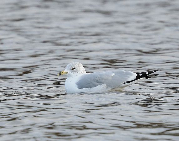 Ring-billed Gull Larus delawarensis