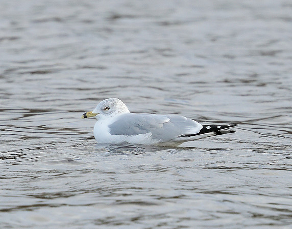 Ring-billed Gull Larus delawarensis