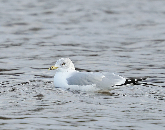 Ring-billed Gull Larus delawarensis