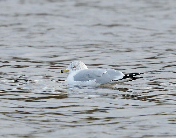 Ring-billed Gull Larus delawarensis