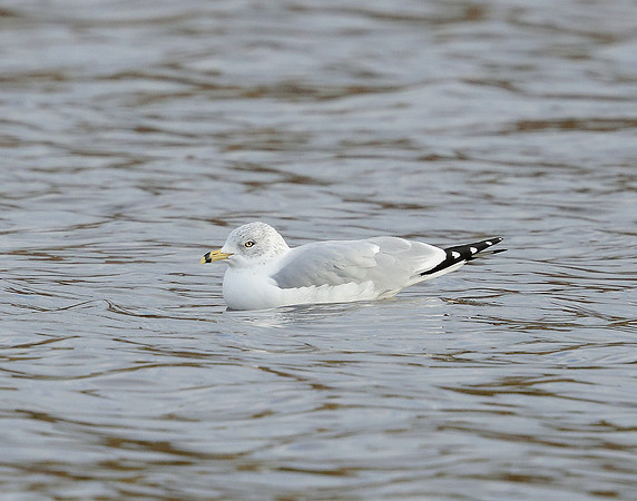 Ring-billed Gull Larus delawarensis