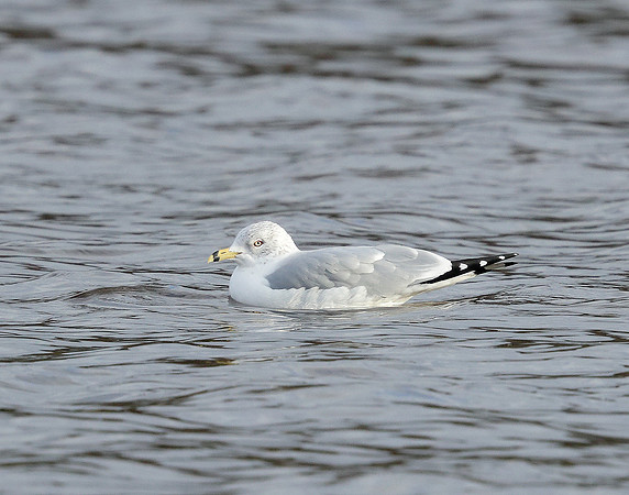 Ring-billed Gull Larus delawarensis