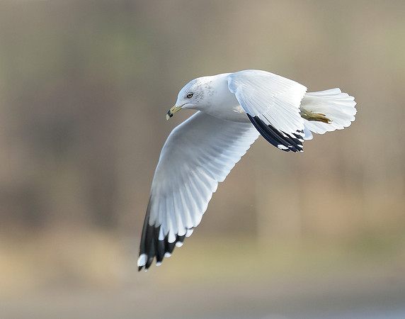Ring-billed Gull Larus delawarensis