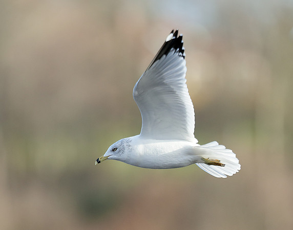 Ring-billed Gull Larus delawarensis