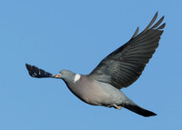 Wood Pigeon Columba palumbus