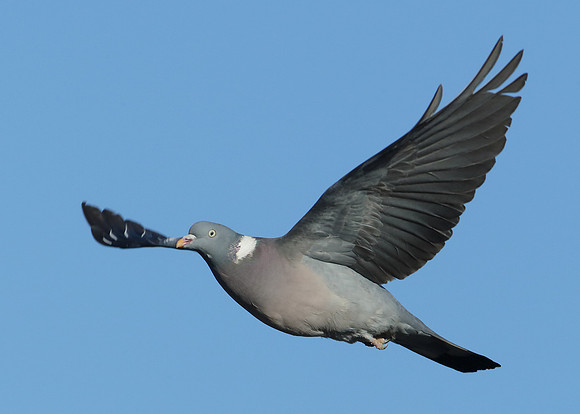 Wood Pigeon Columba palumbus
