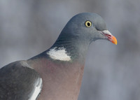 Wood Pigeon Columba palumbus