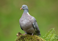 Wood Pigeon Columba palumbus