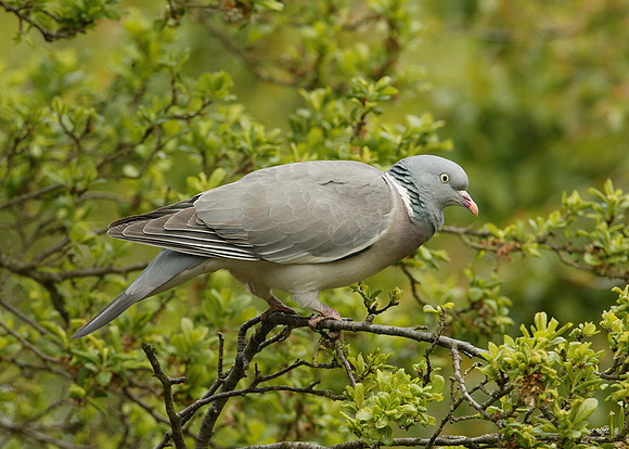 Wood Pigeon Columba palumbus