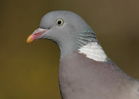 Wood Pigeon Columba palumbus