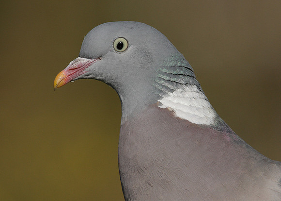 Wood Pigeon Columba palumbus