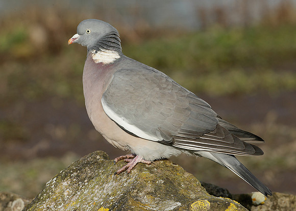 Wood Pigeon Columba palumbus