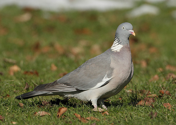 Wood Pigeon Columba palumbus