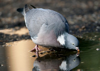 Wood Pigeon Columba palumbus