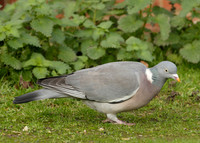 Wood Pigeon Columba palumbus