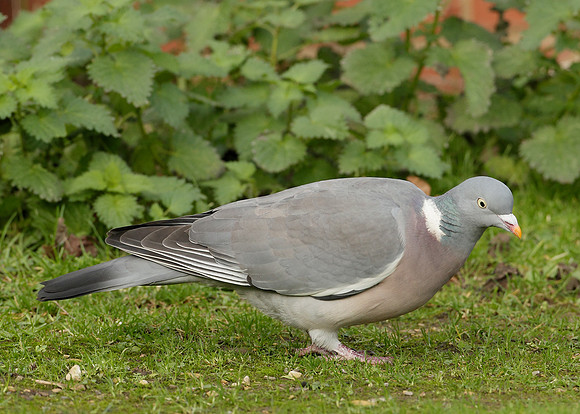 Wood Pigeon Columba palumbus