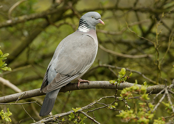 Wood Pigeon Columba palumbus