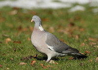 Wood Pigeon Columba palumbus