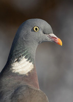 Wood Pigeon Columba palumbus