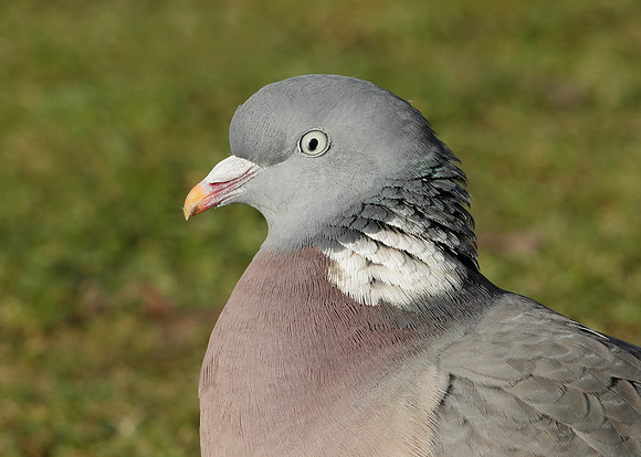 Wood Pigeon Columba palumbus