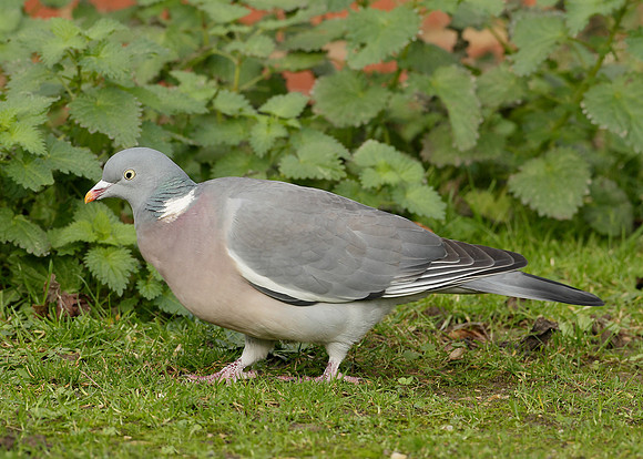 Wood Pigeon Columba palumbus