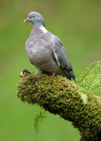 Wood Pigeon Columba palumbus