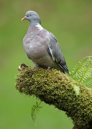 Wood Pigeon Columba palumbus