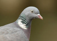 Wood Pigeon Columba palumbus