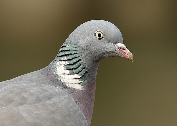 Wood Pigeon Columba palumbus