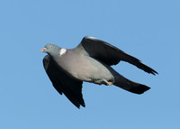 Wood Pigeon Columba palumbus