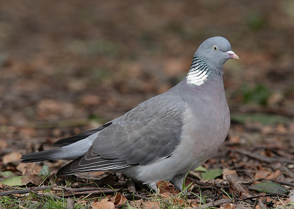 Wood Pigeon Columba palumbus