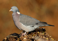 Wood Pigeon Columba palumbus