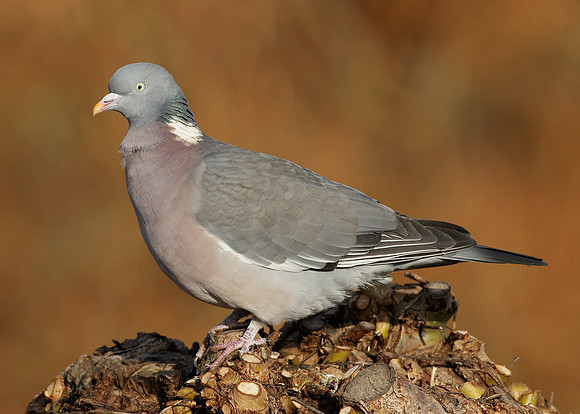 Wood Pigeon Columba palumbus