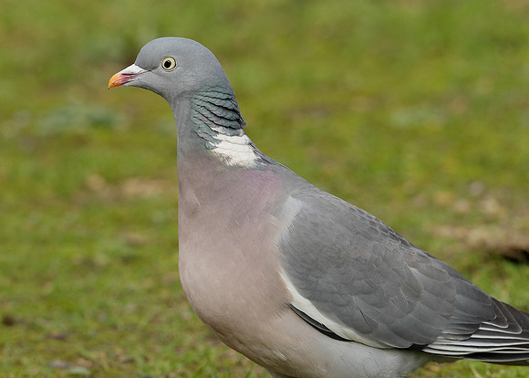 Wood Pigeon Columba palumbus