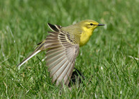 Yellow Wagtail Motacilla flava