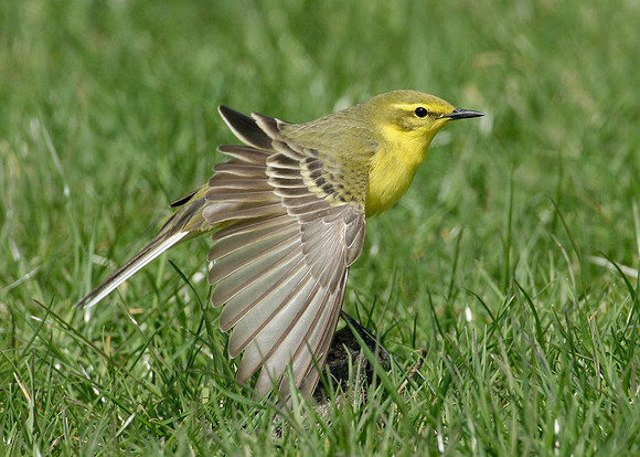 Yellow Wagtail Motacilla flava