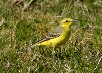 Yellow Wagtail Motacilla flava