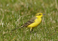 Yellow Wagtail Motacilla flava