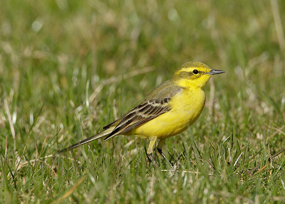 Yellow Wagtail Motacilla flava