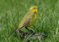 Yellow Wagtail Motacilla flava