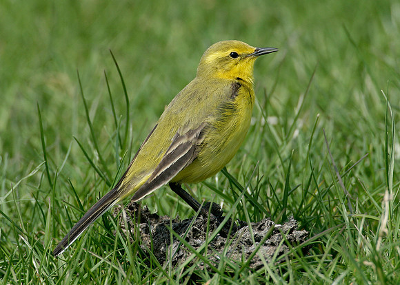 Yellow Wagtail Motacilla flava