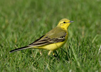 Yellow Wagtail Motacilla flava