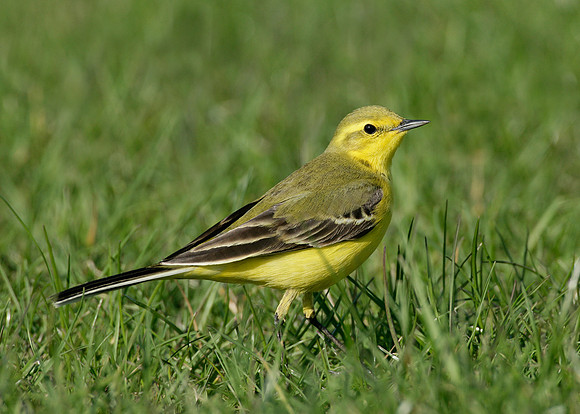 Yellow Wagtail Motacilla flava