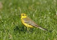 Yellow Wagtail Motacilla flava