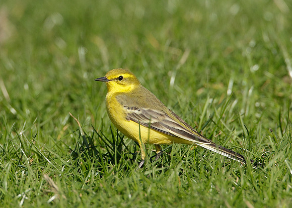 Yellow Wagtail Motacilla flava